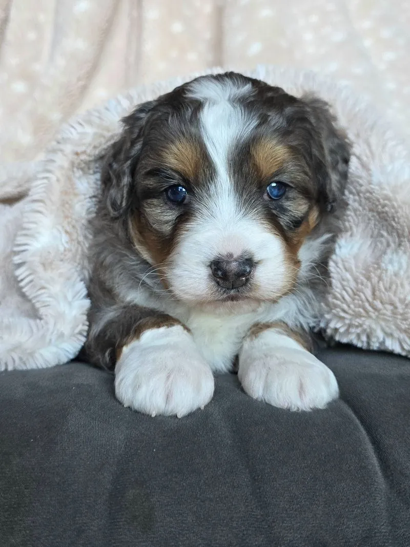 Mini Chloe