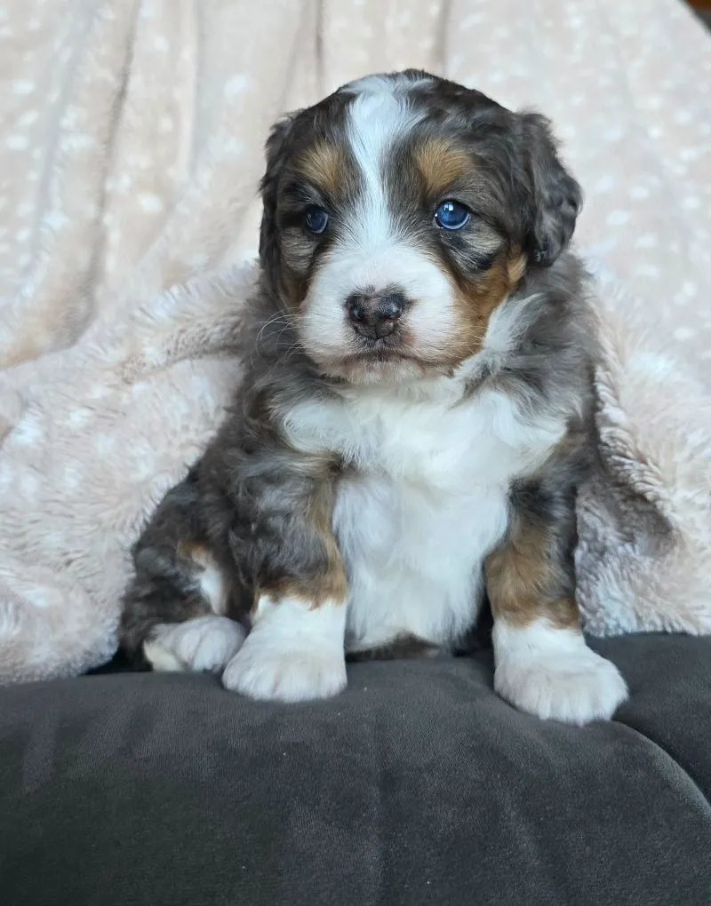 Mini Chloe