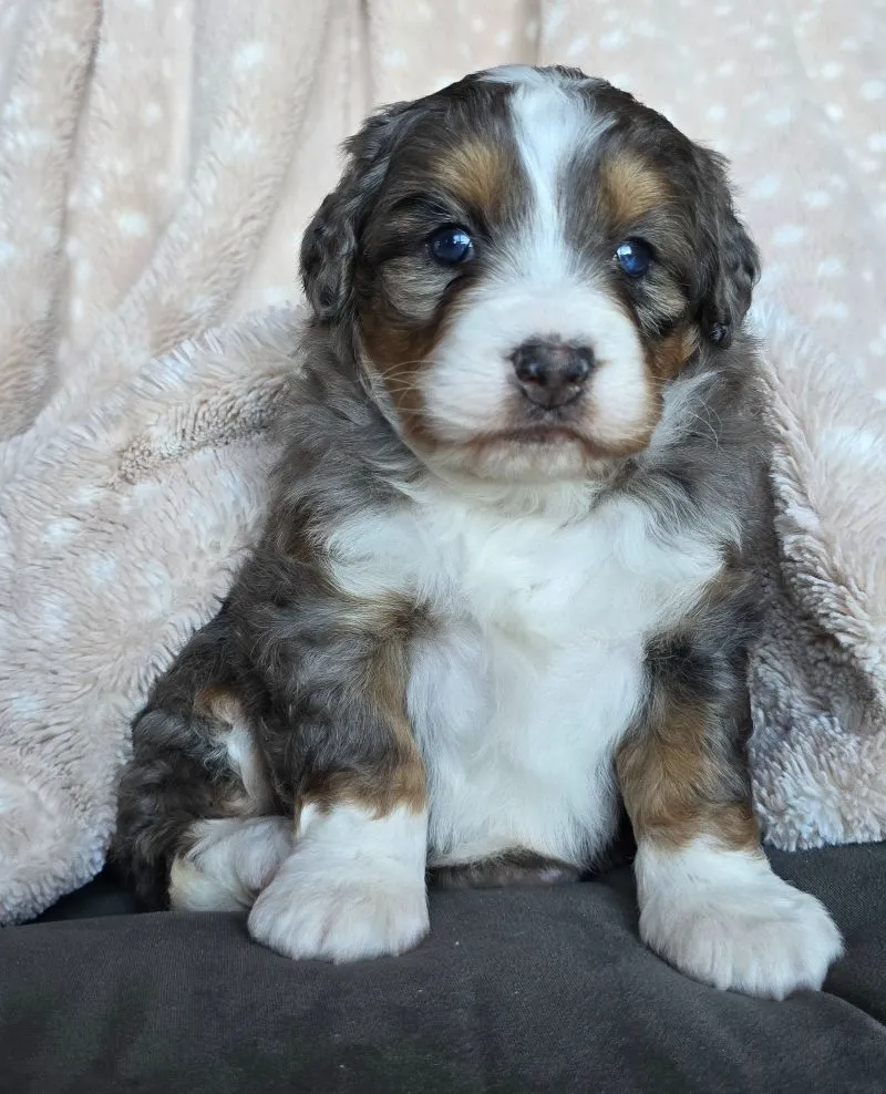 Mini Chloe
