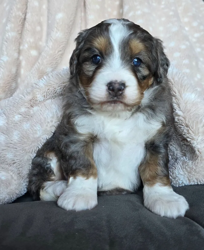 Mini Chloe