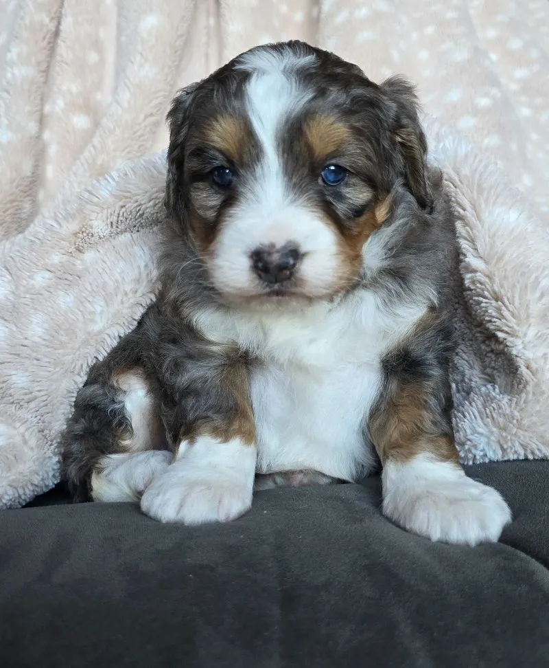 Mini Chloe