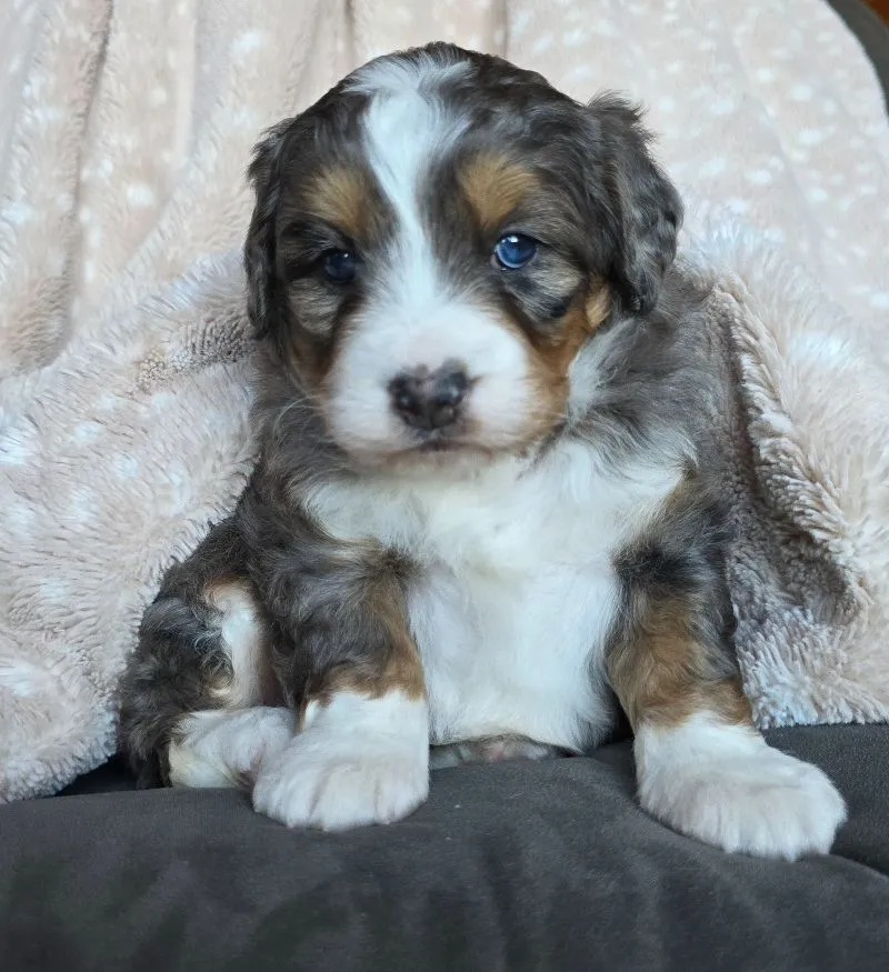 Mini Chloe