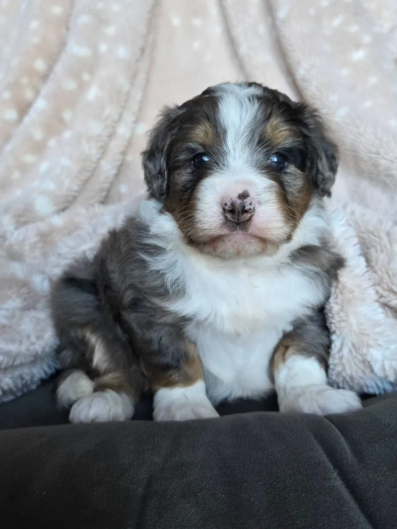 Puppy Name: Mini Callie