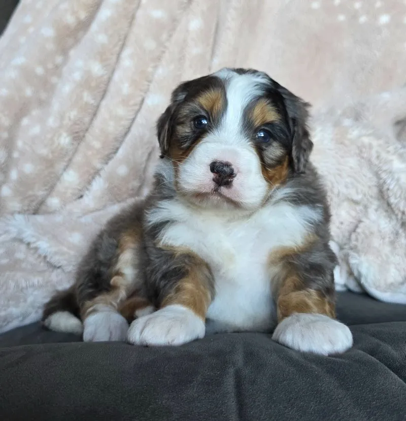 Puppy Name: Mini Watts