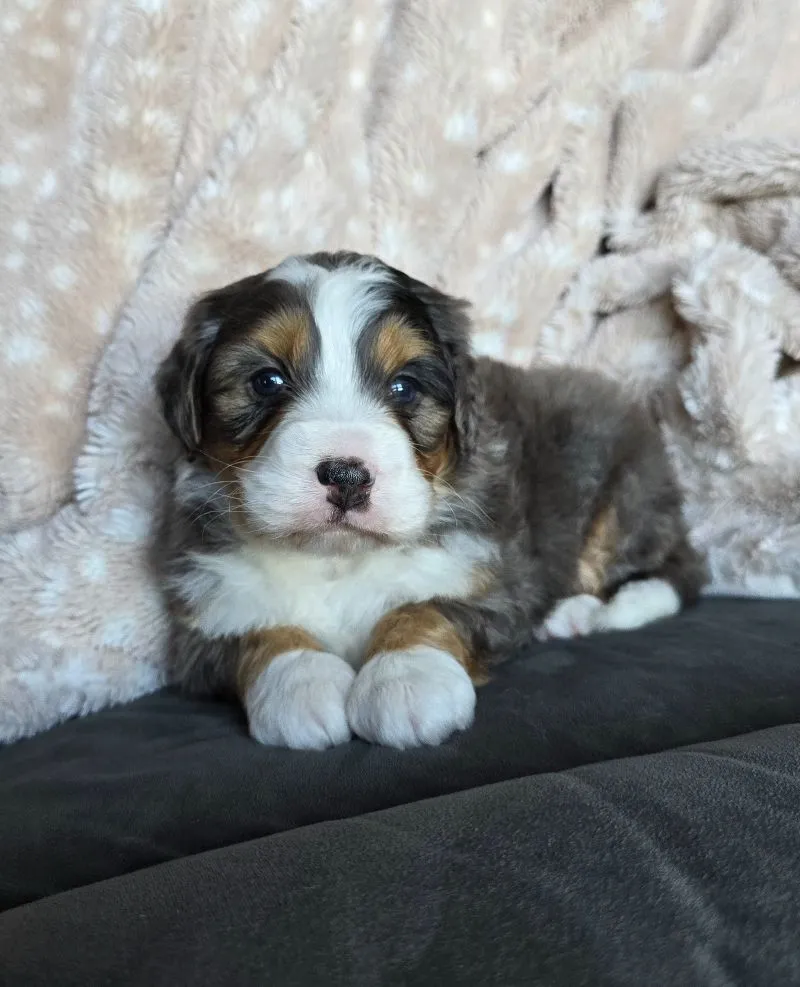 Mini Watts