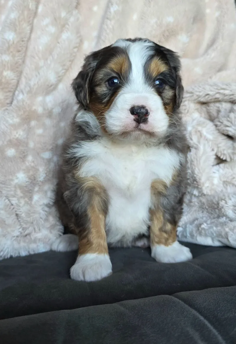 Mini Watts