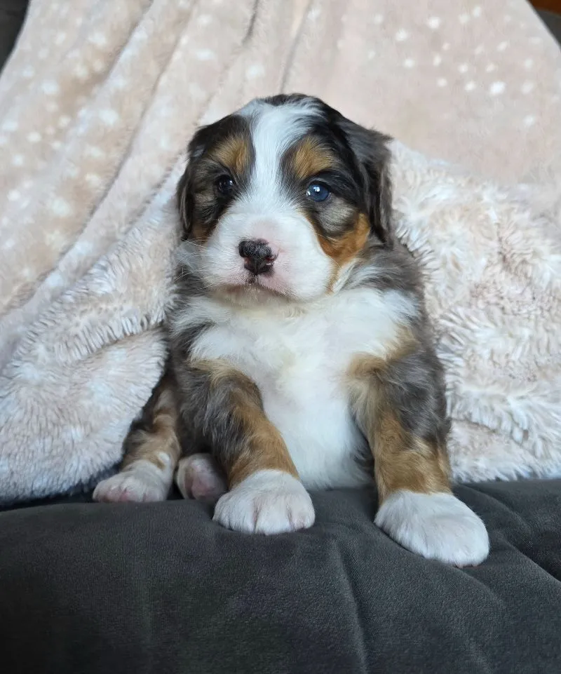 Mini Watts