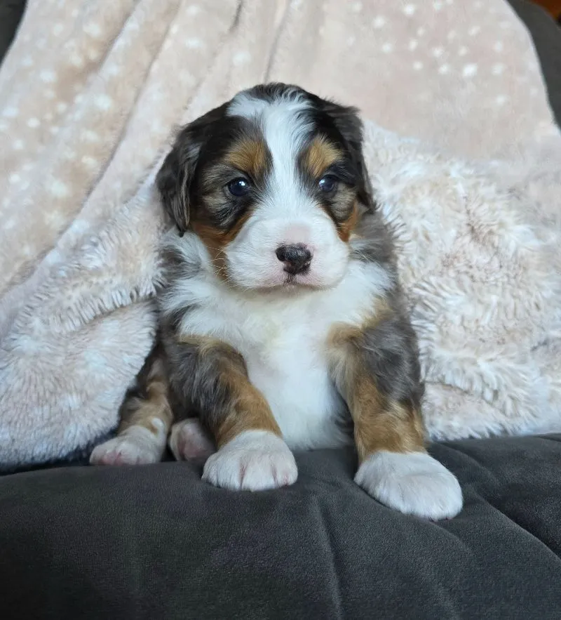 Mini Watts