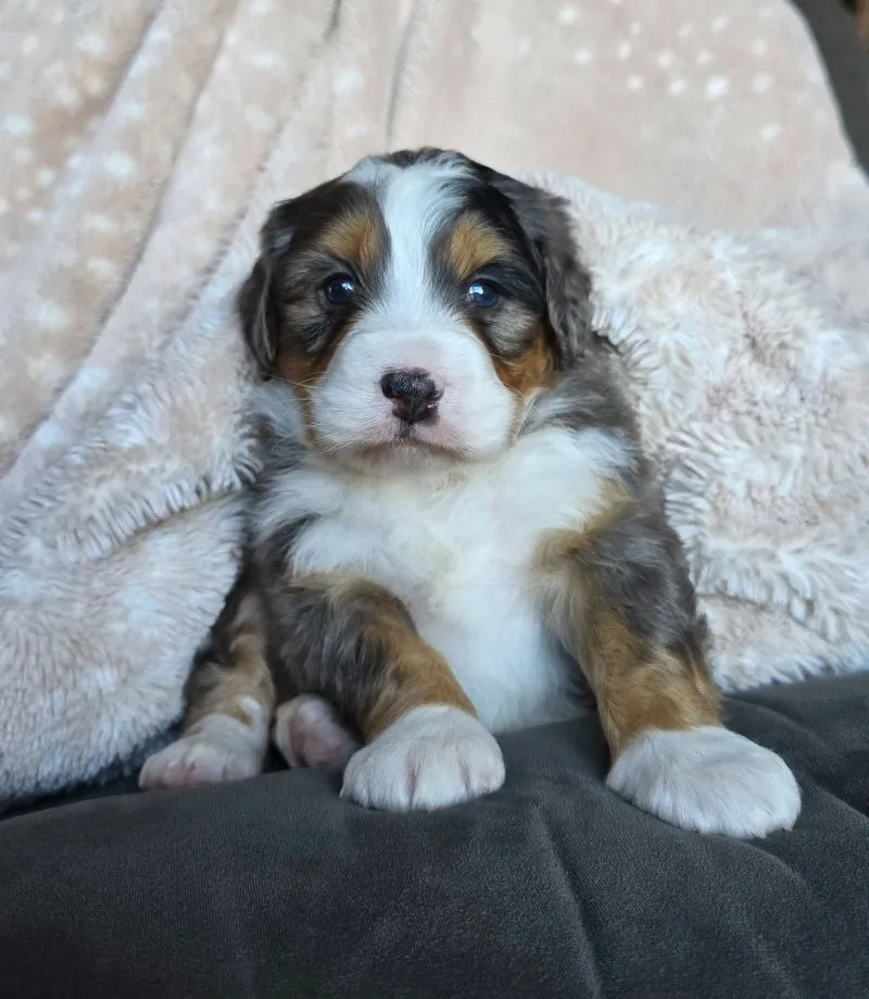Mini Watts