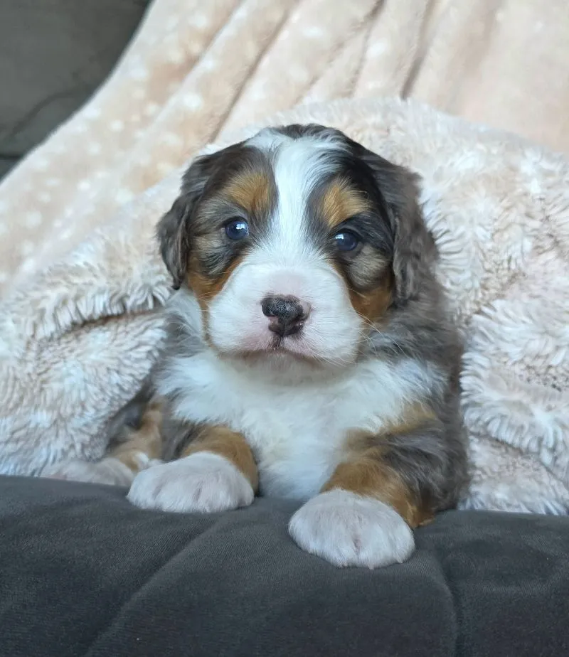 Mini Watts