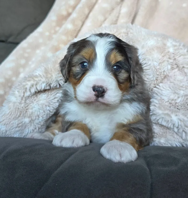 Mini Watts