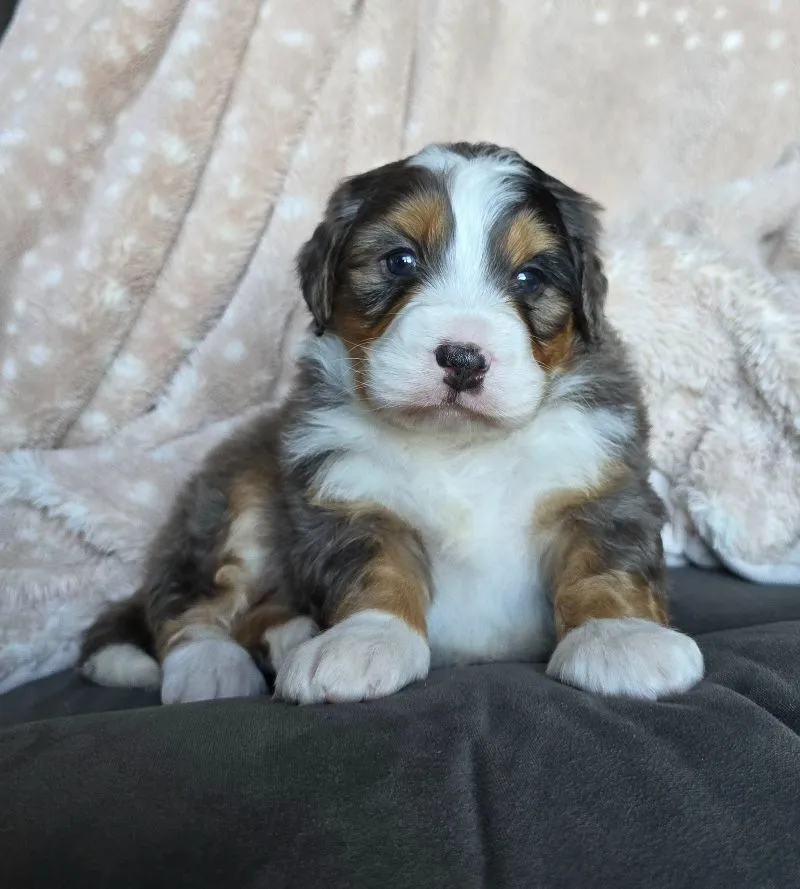 Mini Watts